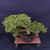 Gerald Rainville Grown Kishu Shimpaku – 35+ Year Old One-of-a-Kind Pre-Bonsai (No. 22543)
