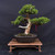 Gerald Rainville Grown Kishu Shimpaku – 35+ Year Old One-of-a-Kind Pre-Bonsai (No. 22545)