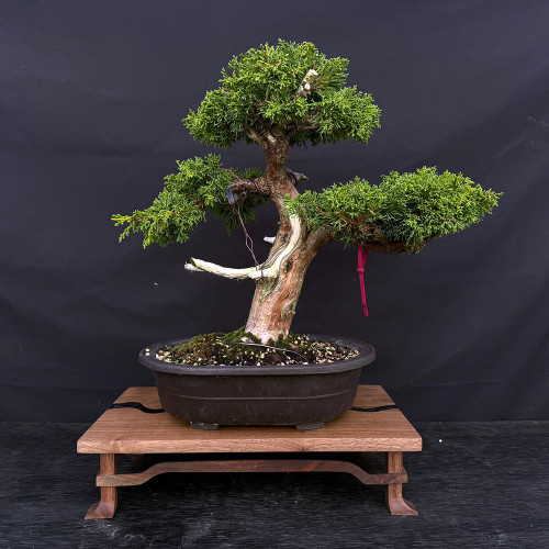 Gerald Rainville Grown Kishu Shimpaku – 35+ Year Old One-of-a-Kind Pre-Bonsai (No. 22545)