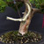 Gerald Rainville Grown Kishu Shimpaku – 35+ Year Old One-of-a-Kind Pre-Bonsai (No. 22545)