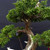 Gerald Rainville Grown Kishu Shimpaku – 35+ Year Old One-of-a-Kind Pre-Bonsai (No. 22545)