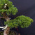 Gerald Rainville Grown Kishu Shimpaku – 35+ Year Old One-of-a-Kind Pre-Bonsai (No. 22545)