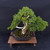 Gerald Rainville Grown Kishu Shimpaku – 35+ Year Old One-of-a-Kind Pre-Bonsai (No. 22545)