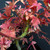 Japanese Maple Bonsai Tree – Vibrant Fall Foliage & Strong Trunk Structure No. 14516