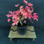 Japanese Maple Bonsai Tree – Vibrant Fall Foliage & Strong Trunk Structure No. 14516