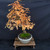 Gerald Rainville Dawn Redwood Bonsai – with Character Trunk In Grow Pot No. 22501