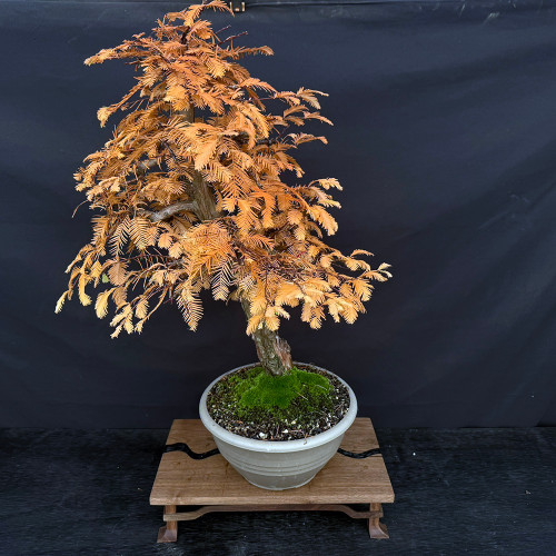 Gerald Rainville Dawn Redwood Bonsai – with Character Trunk In Grow Pot No. 22501