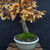 Gerald Rainville Dawn Redwood Bonsai – with Character Trunk In Grow Pot No. 22501