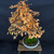 Gerald Rainville Dawn Redwood Bonsai – with Character Trunk In Grow Pot No. 22501