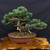 Imported Japanese White Pine Bonsai – Hand Selected in Japan (2023) No. 12816)