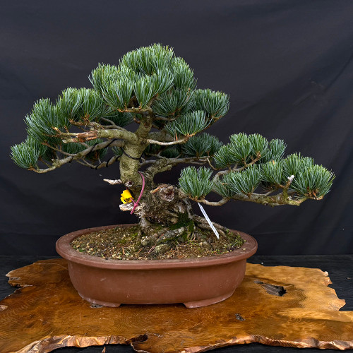Imported Japanese White Pine Bonsai – Hand Selected in Japan (2023) No. 12816)
