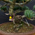 Imported Japanese White Pine Bonsai – Hand Selected in Japan (2023) No. 12816)