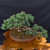 Imported Japanese White Pine Bonsai – Hand Selected in Japan (2023) No. 12816)