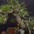 35+ Year Old Japanese Black Pine Bonsai – Grown from Seed by and Styled by John Romano No. 15640