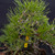 35+ Year Old Japanese Black Pine Bonsai – Rooted Strength, Gerald Rainville Grown No. 15312