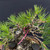 Compact Japanese Black Pine — Mature Trunk, Balanced Structure (35+ Years)