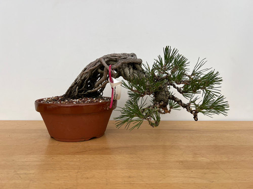 35 Year Old Exposed Root Japanese Black Pine in a Tokoname Grow Pot (No. 15821)