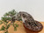 35 Year Old Exposed Root Japanese Black Pine in a Tokoname Grow Pot (No. 15821)