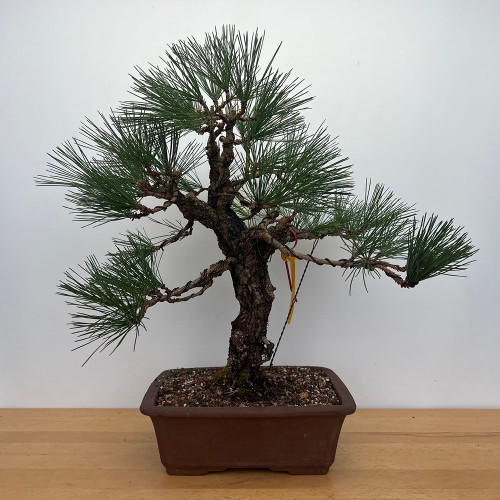 'Nishiki' Japanese Black Pine in a Ceramic Bonsai Pot (No. 17228)