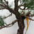'Nishiki' Japanese Black Pine in a Ceramic Bonsai Pot (No. 17228)