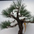 'Nishiki' Japanese Black Pine in a Ceramic Bonsai Pot (No. 17228)