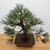 'Nishiki' Japanese Black Pine in a Ceramic Bonsai Pot (No. 17228)