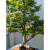 Dwarf sharp's pygmy Japanese Maple in a Yixing Glazed Pot (No. 15099)