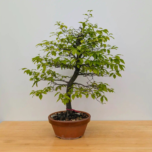 Persimmon 'Suien' in a 11" Tokoname Grow Pot - No. 17740