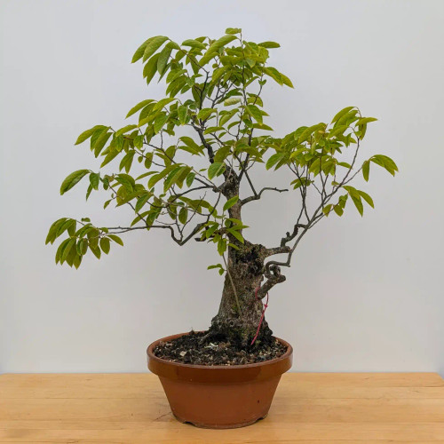 Persimmon 'Wild Mountain Variety' Tree