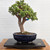 Outdoor / Indoor Bonsai Turntable (15" or 19")