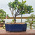 Namako Glazed Bonsai Pot (blue)
