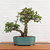 Oribe (light green) Glazed Bonsai Pot
