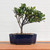 Namako Glazed Bonsai Pot (blue)