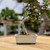 Cream Glazed Rectangle Bonsai Pot