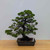 Formal Upright Itoiagwa Shimpaku Juniper (No. 15504)