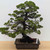Formal Upright Itoiagwa Shimpaku Juniper (No. 15504)
