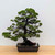 Formal Upright Itoiagwa Shimpaku Juniper (No. 15504)