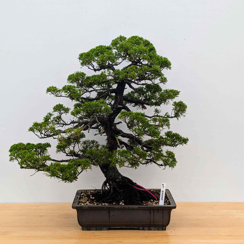 Formal Upright Itoiagwa Shimpaku Juniper (No. 15504)