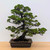 Formal Upright Itoiagwa Shimpaku Juniper (No. 15504)