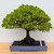 Broom Style Zelkova