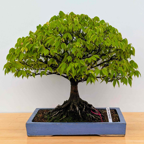 Broom Style Zelkova