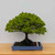 Broom Style Zelkova in a Blue Ceramic Pot (No. 15466)