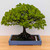 Broom Style Zelkova in a Blue Ceramic Pot (No. 15466)