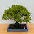 Broom Style Zelkova in a Blue Ceramic Pot (No. 15466)