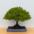 Broom Style Zelkova in a Blue Ceramic Pot (No. 15466)