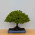 Broom Style Zelkova in a Blue Ceramic Pot (No. 15466)