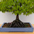 Broom Style Zelkova in a Blue Ceramic Pot (No. 15466)
