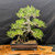 35-Year-Old Japanese Black Pine Bonsai – Grown by Gerald Rainville, Styled by Peter Olson (No. 15848