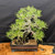 35-Year-Old Japanese Black Pine Bonsai – Grown by Gerald Rainville, Styled by Peter Olson (No. 15848