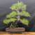 35-Year-Old Japanese Black Pine Bonsai – Grown by Gerald Rainville, Styled by Peter Olson (No. 15848